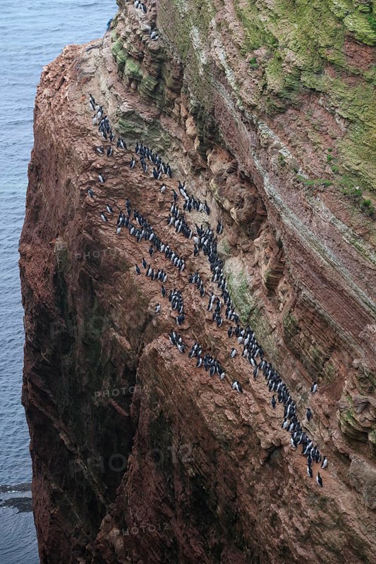 A large group of a densely packed bird colony of guillemots (Uria aalge) sits on a red sandstone rock cliff in a natural setting on the guillemot cliff of Helgoland Island, Helgoland, Schleswig-Holstein, Germany