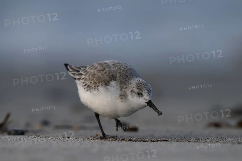 Sanderling (Calidris alba) on a sandy beach looking for food among mussels, seaweed and other washed-up debris, Heligoland, Schleswig-Holstein, Germany