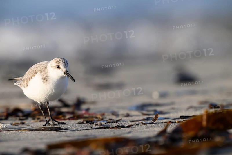 Sanderling (Calidris alba) on a sandy beach looking for food among mussels and seaweed, Heligoland, Schleswig-Holstein, Germany