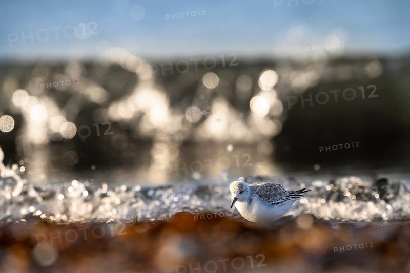 Sanderling (Calidris alba) on a sandy beach looking for food among mussels, seaweed and other debris washed up in front of glittering waves breaking in the sunlight, Heligoland, Schleswig-Holstein, Germany