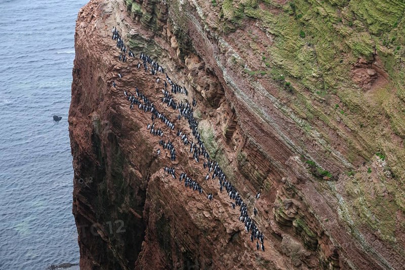 A large group of a densely packed bird colony of guillemots (Uria aalge) sits on a red sandstone rock cliff in a natural setting on the guillemot cliff of Helgoland Island, Helgoland, Schleswig-Holstein, Germany