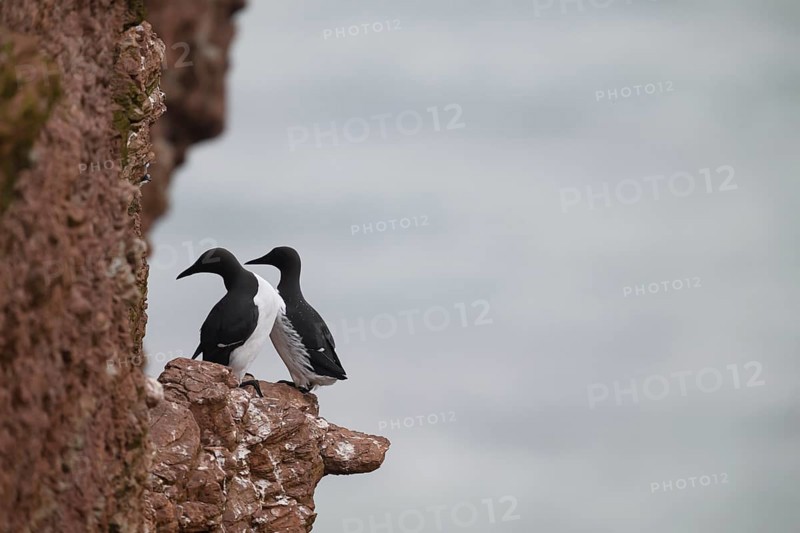 Two guillemots (Uria aalge) sitting on a red sandstone rock cliff in a natural environment at the Lummenfelsen on the island of Heligoland, Heligoland, Schleswig-Holstein, Germany