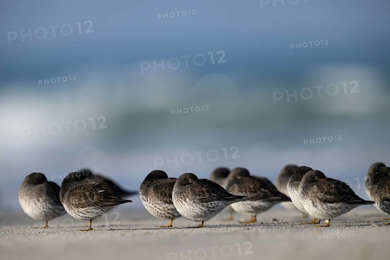 Sleeping sandpipers (Calidris maritima) on the beach of the dune, Heligoland, Schleswig-Holstein, Germany