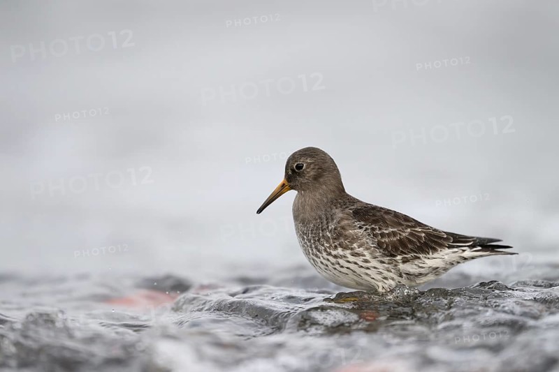 A common sandpiper (Calidris maritima) stands in shallow water surrounded by hectic wave foam, Helgoland, Schleswig-Holstein, Germany