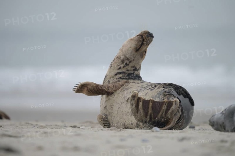 A grey seal (Halichoerus grypus) rests relaxed on the beach, with the background of the calm sea, Heligoland, Schleswig-Holstein, Germany