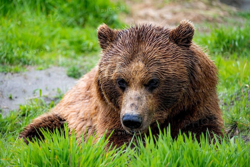 Brown bear (Ursus arctos), animal portrait, Alaska, USA