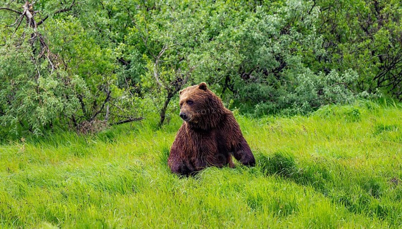 Brown bear (Ursus arctos) sitting in the grass in spring, Alaska, USA