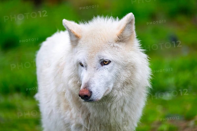Arctic wolf (Canis lupus arctos), animal portrait, Alaska, USA