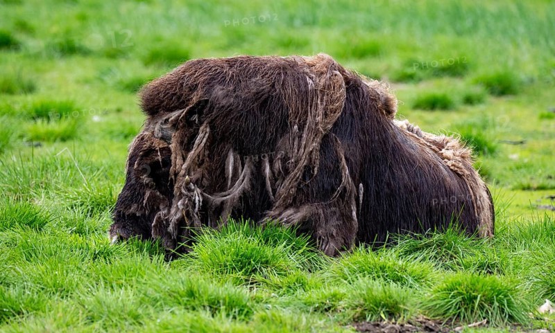 Musk ox (Ovibos moschatus), Alaska, USA