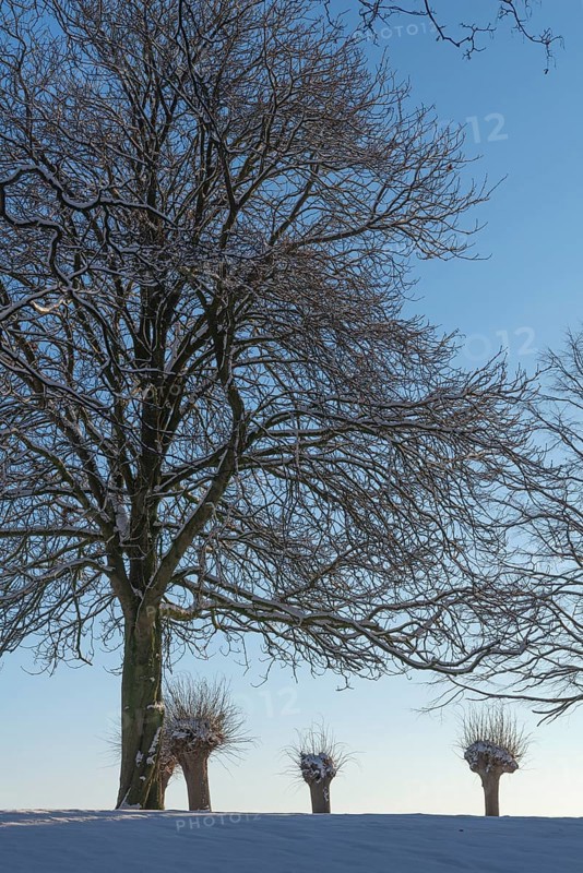 Large and small trees in winter snow in Holtenau, against the sky, tree trunk, branches, nature, sunshine, blue sky, deserted, Kiel, Germany