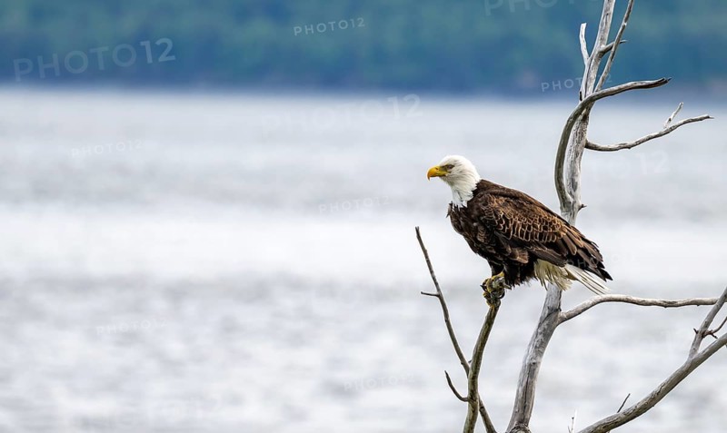 Bald eagle (Haliaeetus leucocephalus) perched on a branch, Turnagain Arm, Alaska, USA