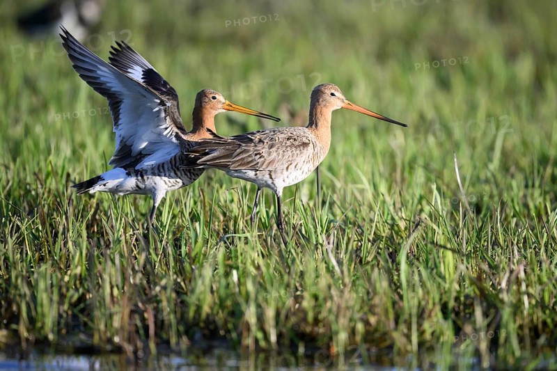 Two black-tailed godwits (Limosa limosa) standing in a meadow close to each other in front of mating copula, quiet and together, the male bird has spread his wings and calls with open beak, Dümmer nature park Park, Lower Saxony, Germany
