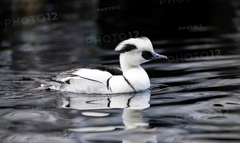 Red-breasted Merganser (Mergellus albellus), swimming in the water, Alaska, USA