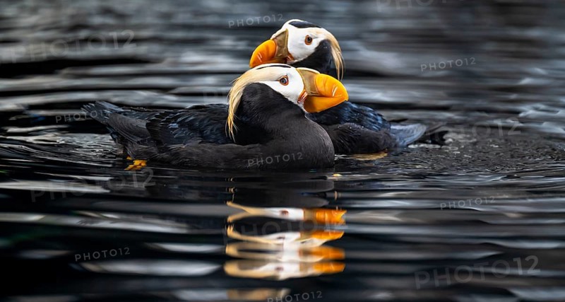 Yellow-crested Puffin (Fratercula cirrhata), two birds swimming in the water, Alaska, USA
