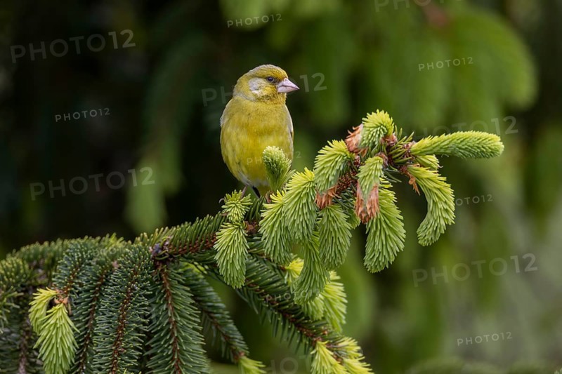 A male greenfinch (Chloris chloris) sitting on a branch, the fresh green of the spruce shoots emphasises the time of late spring, breeding season, Germany