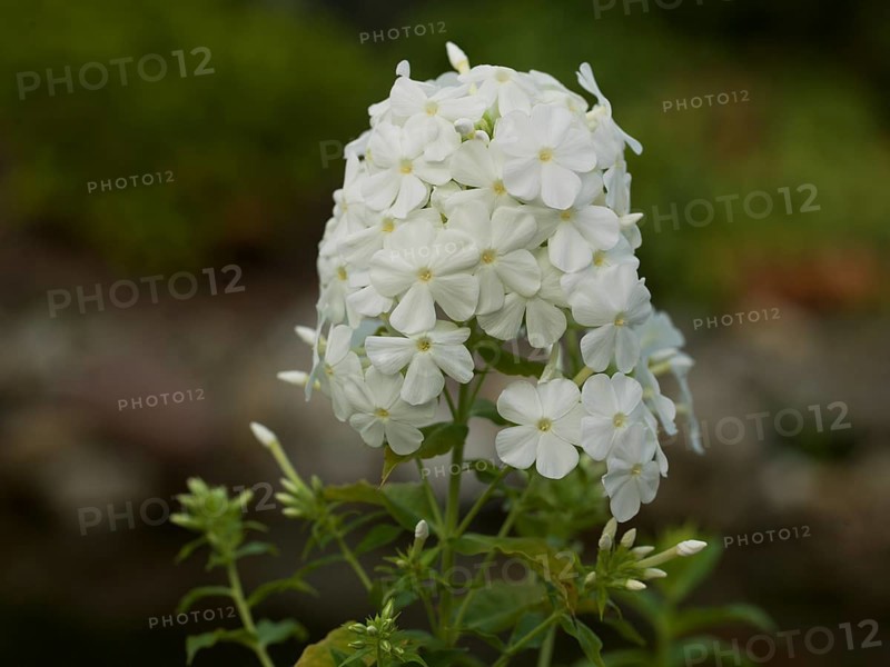 Plant, white phlox, flame flower, native garden, East Frisia, Germany