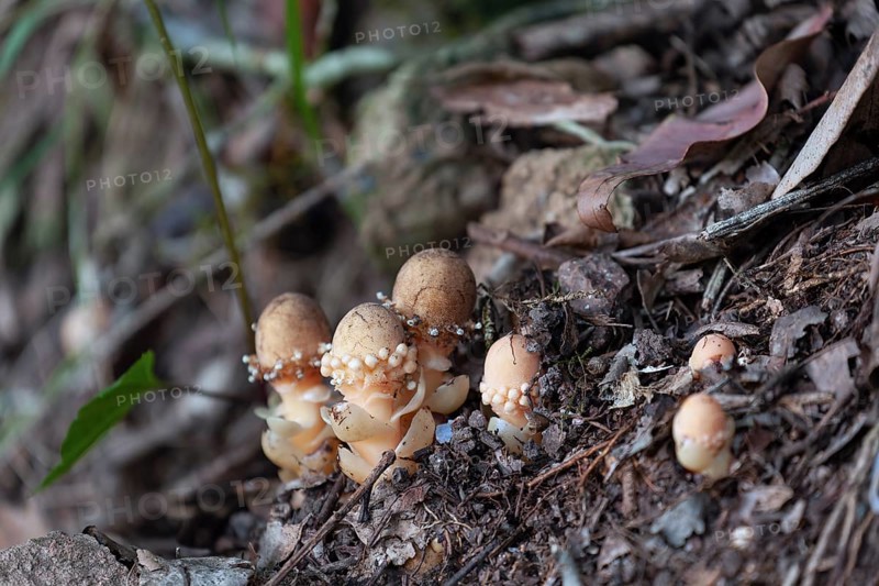 Daytime close up of mycorrhizal fungi (Balanophora fungosa) growing beside a hiking trail at Wallaman Falls, Queensland, Australia