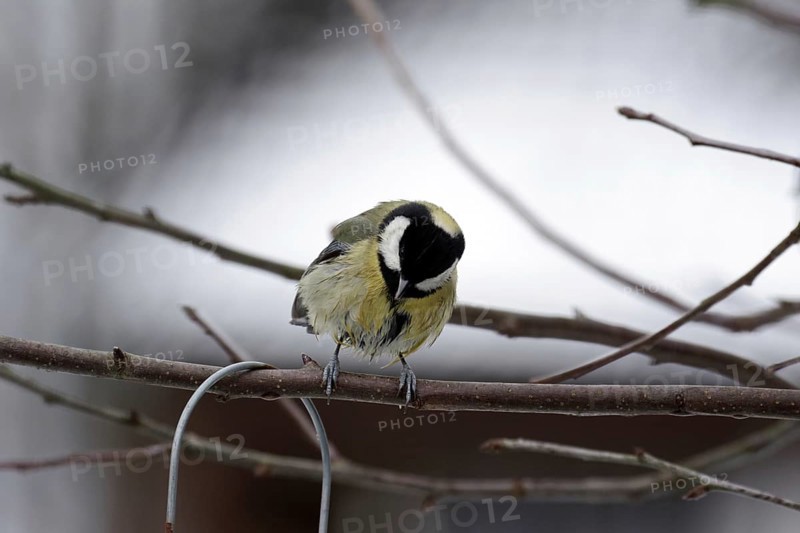 Great tit (Parus major), twig, winter, plumage, wet, Germany, With wet feathers the great tit sits on a branch in a tree