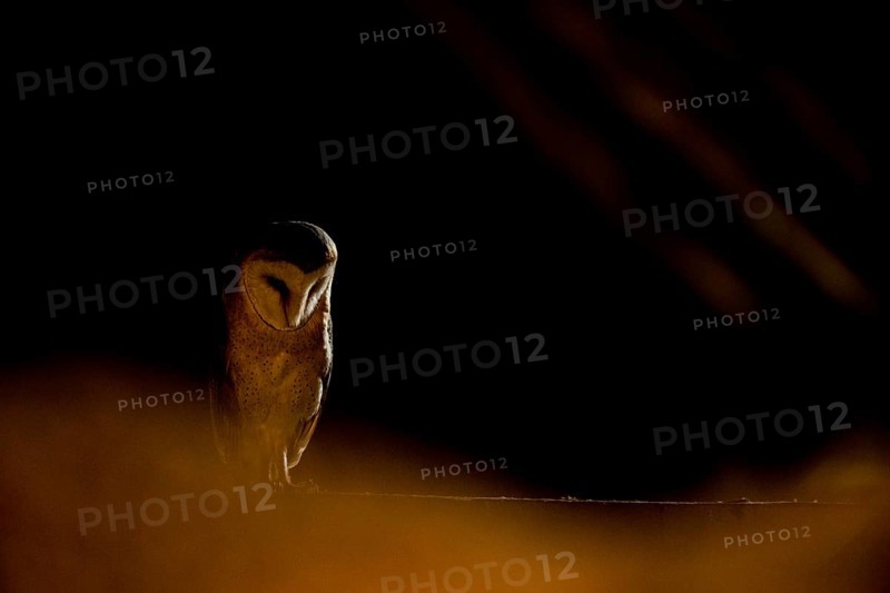 A barn owl (Tyto alba) sits in a dark environment and radiates a mysterious atmosphere, East Westphalia, North Rhine-Westphalia, Germany