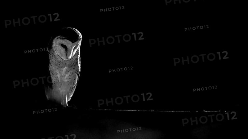 A barn owl (Tyto alba) In the shade, surrounded by darkness. Mystical atmosphere in black and white, East Westphalia, North Rhine-Westphalia, Germany