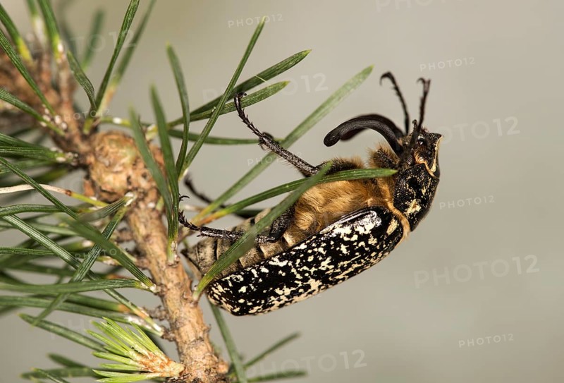 Turkish cockchafer (Polyphylla fullo), male, Valais, Switzerland