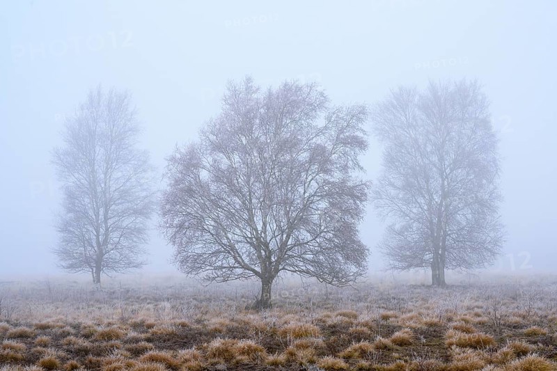 Birches in winter Rehdener Geestmoor in fog, Diepholzer Moorniederung, Rehden, Lower Saxony, Germany