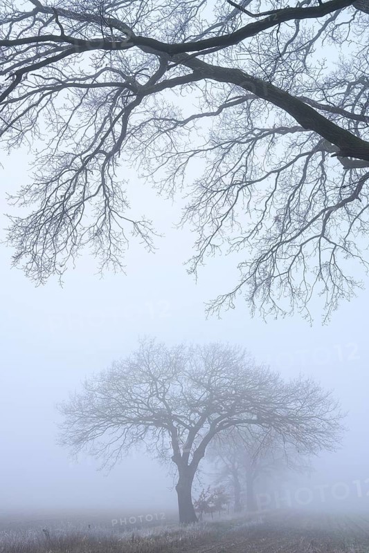 Autumnal and melancholy tree silhouette in fog, Aschen, Lower Saxony, Germany
