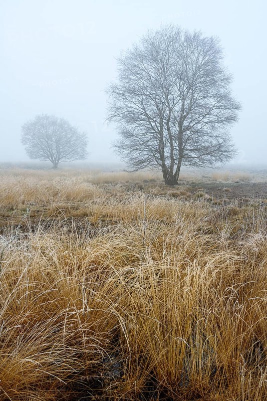 Birches in winter Rehdener Geestmoor in fog, Diepholzer Moorniederung, Rehden, Lower Saxony, Germany
