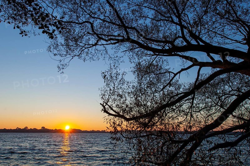 Shore of Schaalsee at Sonneuafgang mit Baum, Zarrentin, Mecklenburg-Western Pomerania, Germany