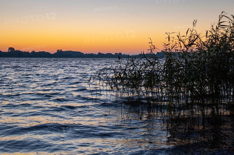 Shore of Schaalsee near Sonneuafgang with reeds, Zarrentin, Mecklenburg-Western Pomerania, Germany