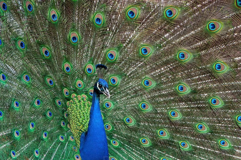 Peacock (P. scalloped ribbonfish) in ornamental plumage, Vechta, Lower Saxony, Germany