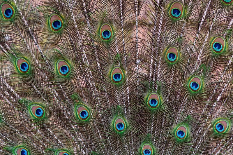 Decorative plumage of the peacock (P. Scalloped ribbonfish), Vechta, Lower Saxony, Germany