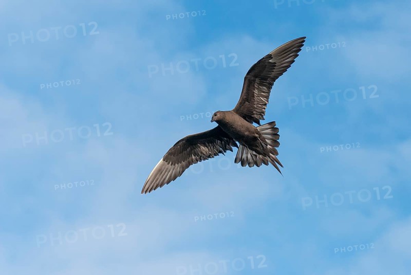 Parasitic skua (Stercorarius parasiticus), Lauvsnes, Nord-Trondelag, Norway