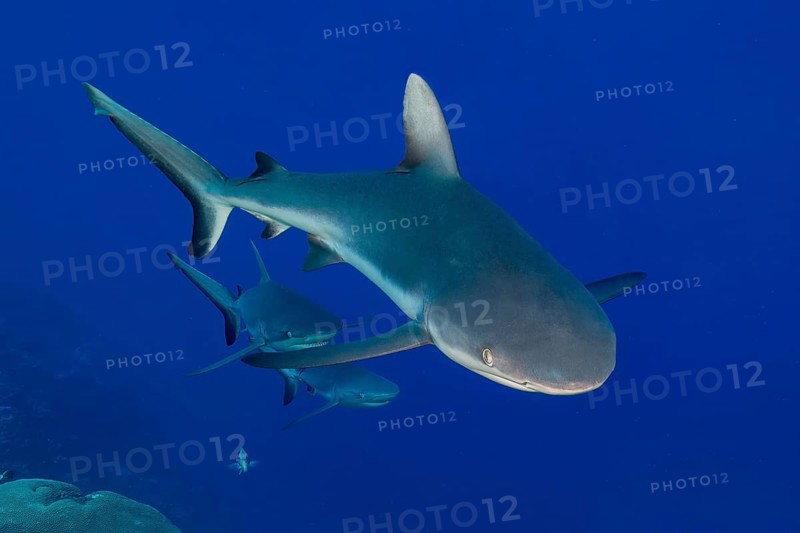 Underwater photo of small group of three Grey reef sharks (Carcharhinus amblyrhynchos) swimming through blue sea past coral reef, Pacific Ocean