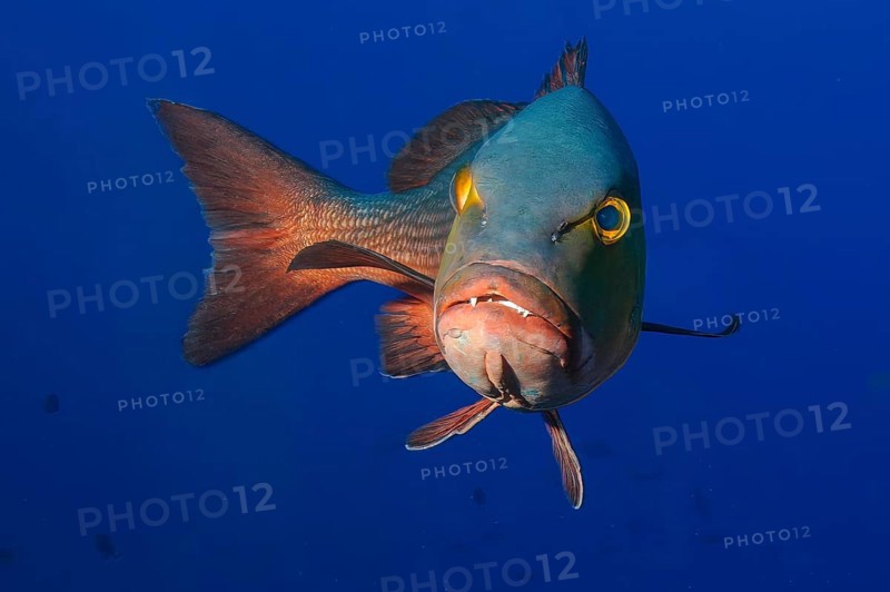 Underwater photo close-up Purple snapper (Lutjanus erythropterus) showing teeth swimming towards viewer, Pacific Ocean