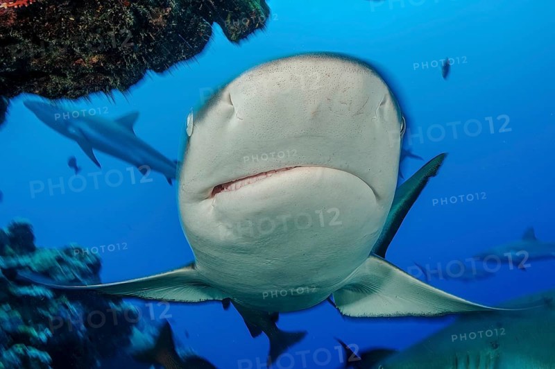 Underwater photo close-up of large Grey reef shark (Carcharhinus amblyrhynchos) swimming over coral reef very close with slightly open mouth aggressively directly towards viewer, Pacific Ocean