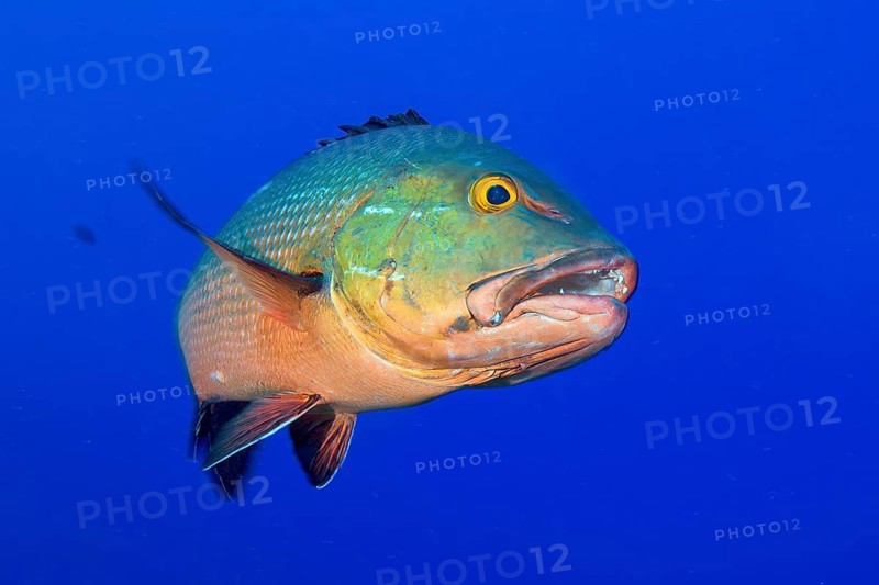 Purple snapper (Lutjanus erythropterus) shows teeth swims close to observer, Pacific Ocean
