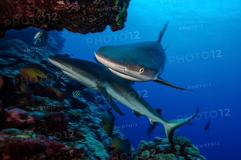 Underwater photo Close-up of two specimens Grey reef shark (Carcharhinus amblyrhynchos) Grey reef sharks Predatory fish swimming in coral reef very close to viewer, Pacific Ocean