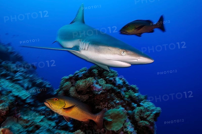 Underwater photo of Grey reef shark (Carcharhinus amblyrhynchos) large predator fish swimming over coral reef directly close to viewer, Indian Ocean, Pacific Ocean