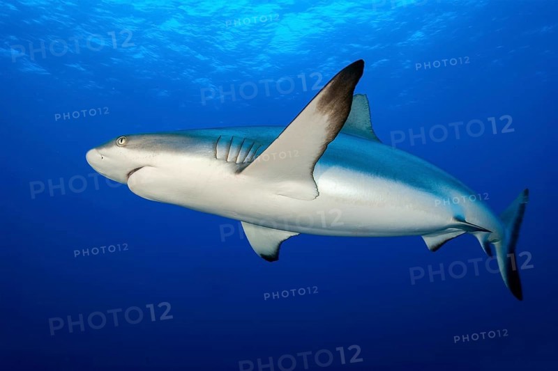 Large female Grey reef shark (Carcharhinus amblyrhynchos) Shark swimming below the surface through open water blue sea, Red Sea, Indian Ocean, Pacific Ocean