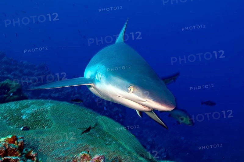Underwater photo close-up of Grey reef shark (Carcharhinus amblyrhynchos) swimming over coral reef with slightly open mouth very close to viewer, Pacific Ocean