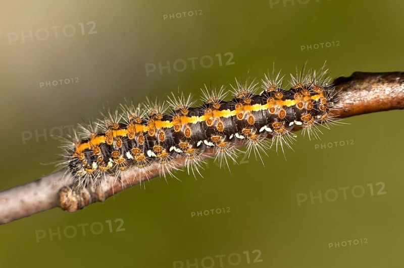Caterpillar of the owl moth Jersey tiger (Euplagia quadripunctaria) with light-coloured bristles, Valais, Switzerland