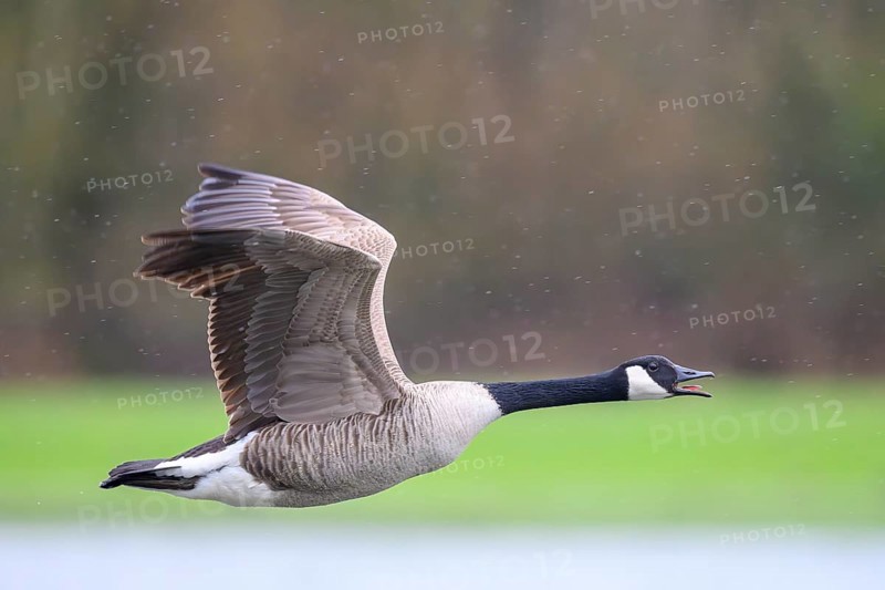 A Canada goose (Branta canadensis) in flight against a blurred green landscape and light raindrops, East Westphalia, North Rhine-Westphalia, Germany