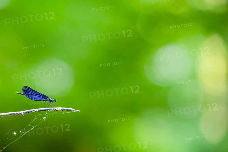 A male blue-winged damselfly (Calopteryx virgo (Linnaeus, 1758) sits on a branch in front of a blurred and friendly green background, Melle, Lower Saxony, Germany