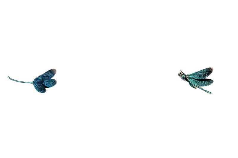 Two blue-winged damselflies (Calopteryx virgo (Linnaeus, 1758) flying in front of a white background, minimalist image, Melle, Lower Saxony, Germany
