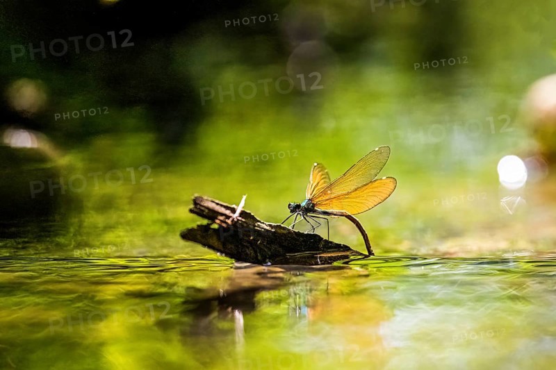 A female blue-winged damselfly (Calopteryx virgo (Linnaeus, 1758) sits on a branch and lays her eggs, surrounded by shining water and sunbeams, Melle, Lower Saxony, Germany