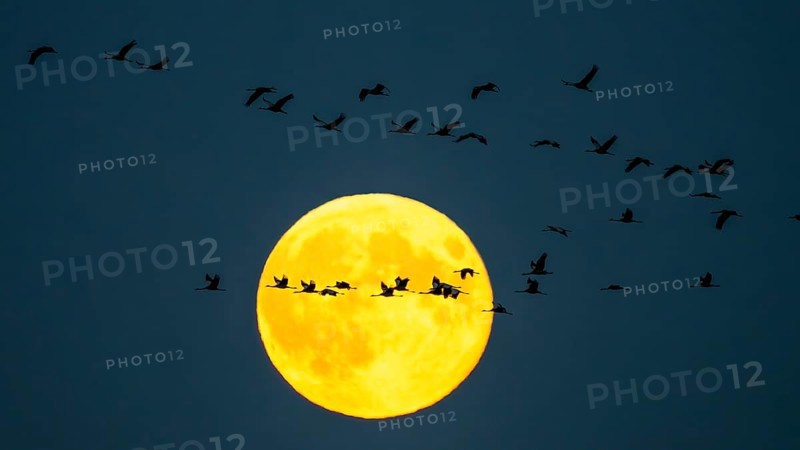 Cranes (Grus grus) l flying in front of a large, yellow full moon in the night sky, Bugewitz, Mecklenburg-Vorpommern, Germany