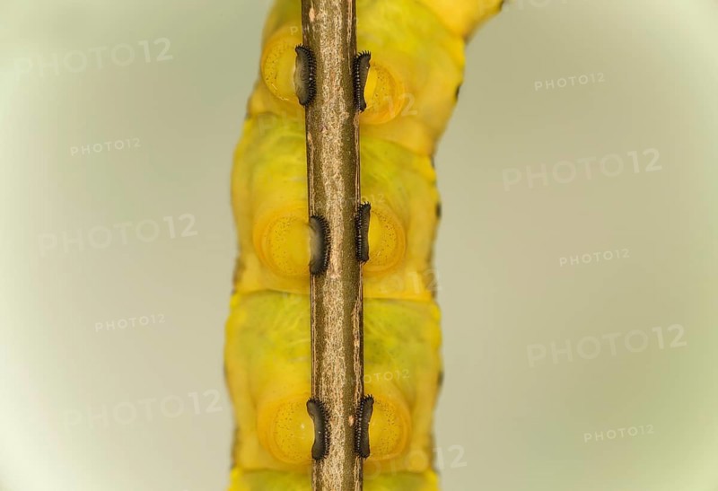 Close-up of three pairs of abdominal feet, Proleg, of the caterpillar of the death's head hawkmoth (Acherontia atropos), Valais, Switzerland