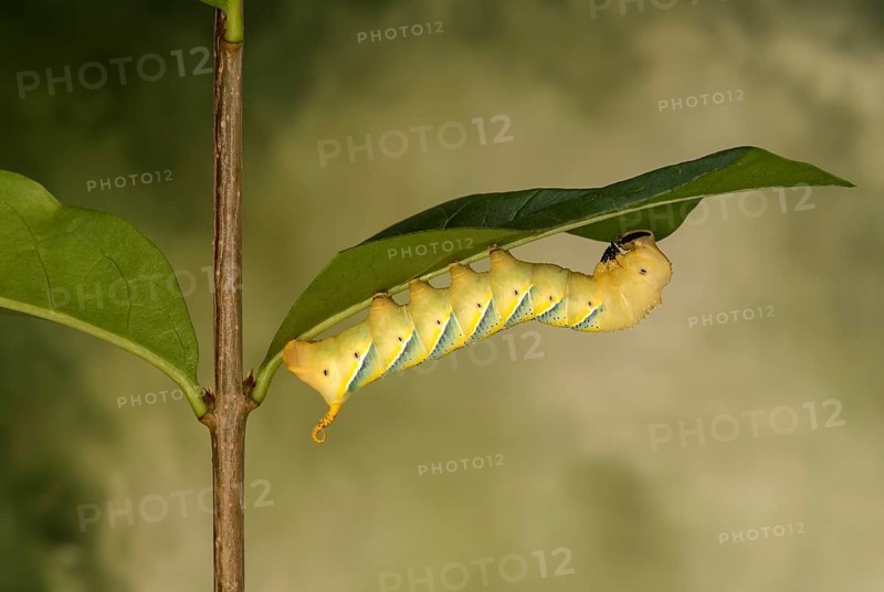 Caterpillar of the death's-head hawkmoth (Acherontia atropos), Valais, Switzerland