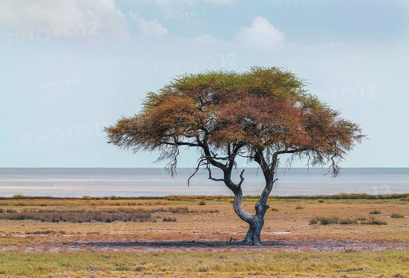Acacia tree, tree genus in the steppe regions of Australia
